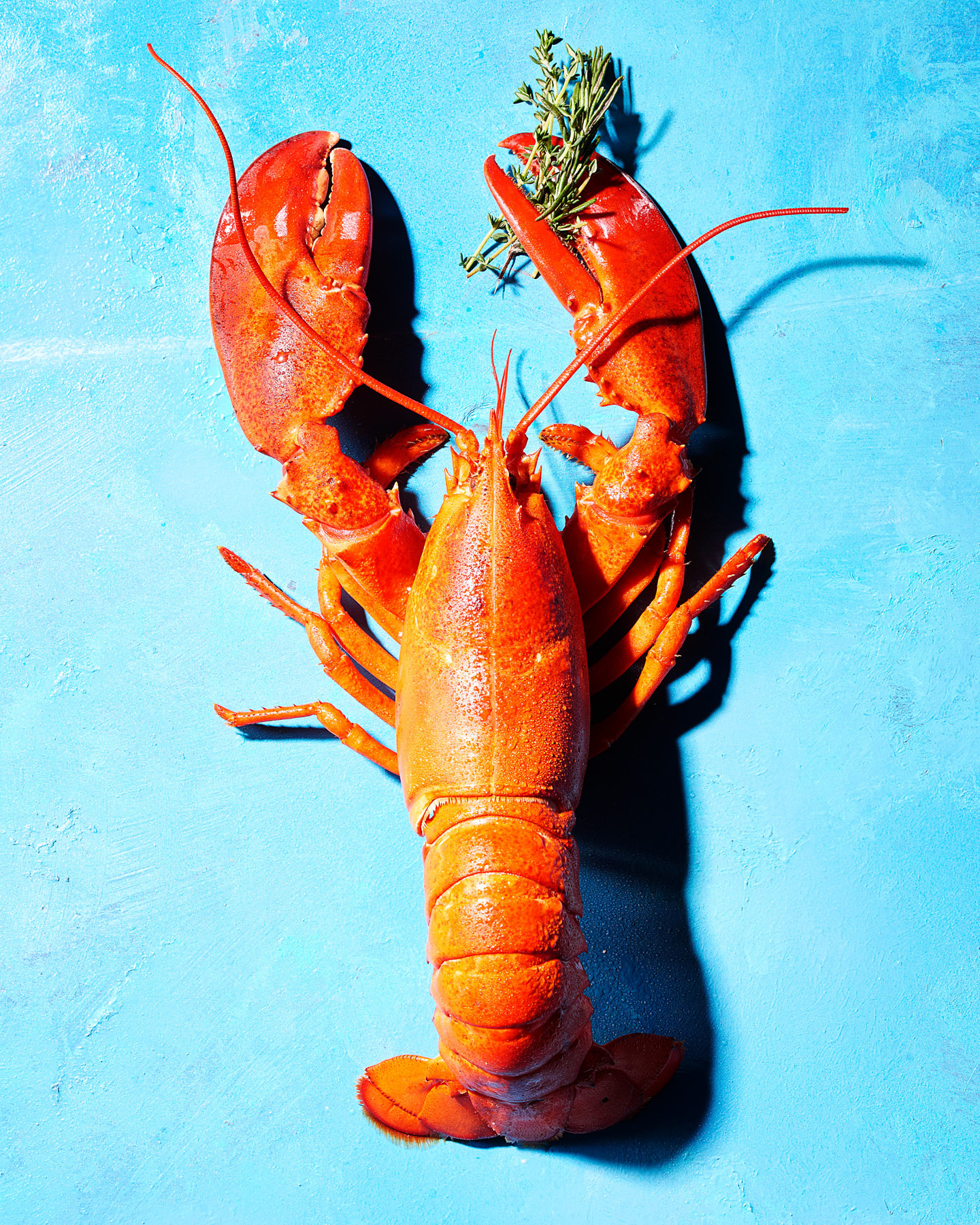 AF001_Lobster